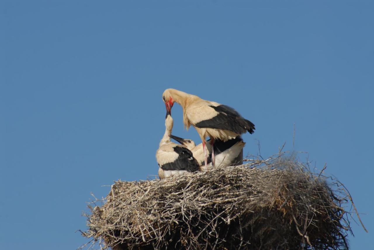 Casa Da Aldeia Villa Alcaria Ruiva ภายนอก รูปภาพ